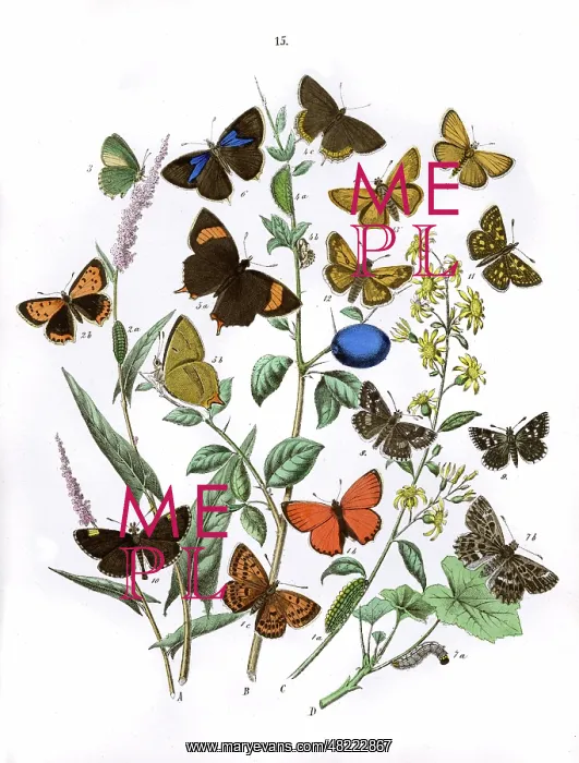 : Illustration, Lycaenidae -- Hesperiidae : Illustration, Lycaenidae -- Hesperiidae