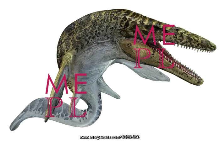 : Illustration of a Mosasaurus from the Cretaceous period : Illustration of a Mosasaurus from the Cretaceous period