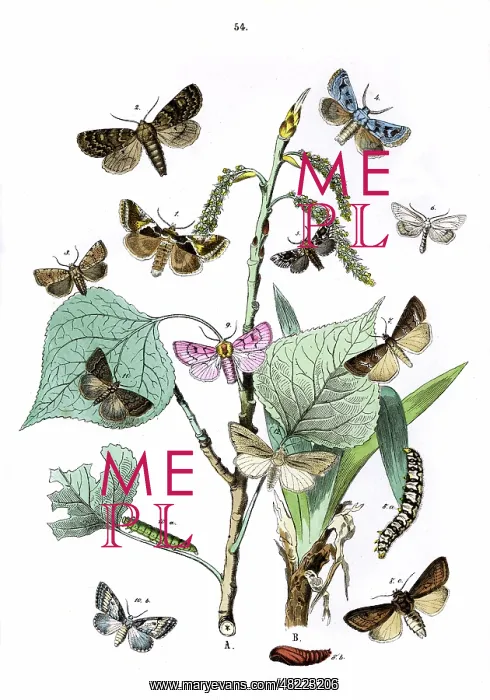 : Illustration, Noctuae : Illustration, Noctuae