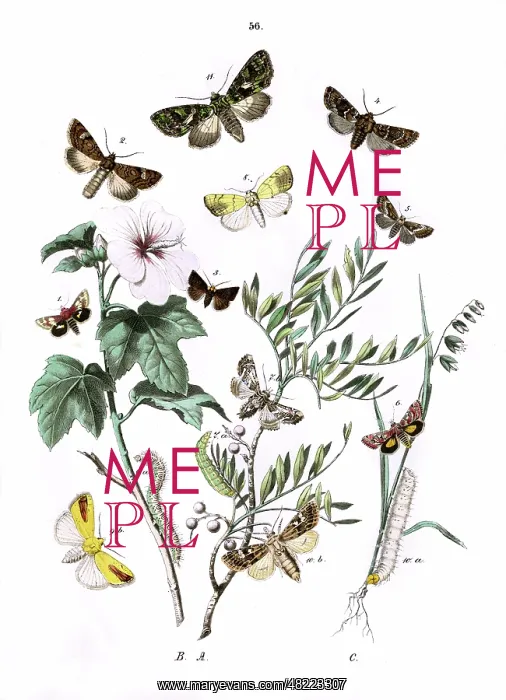 : Illustration, Noctuae : Illustration, Noctuae