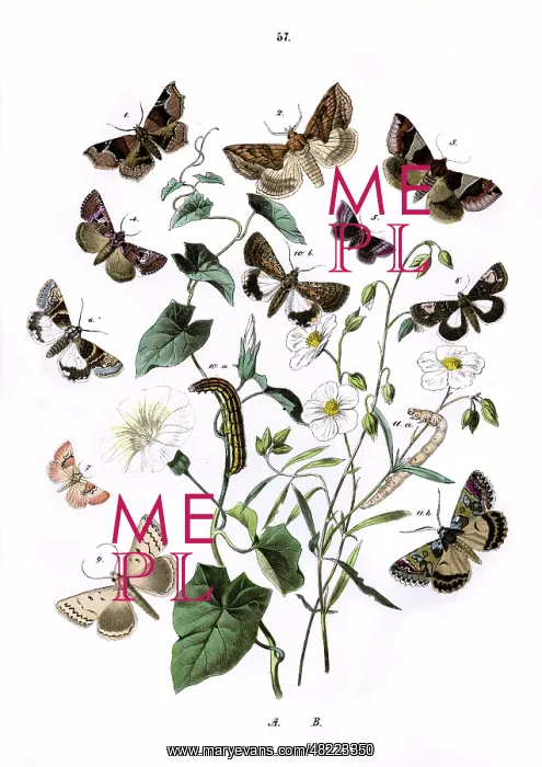 : Illustration, Noctuae : Illustration, Noctuae