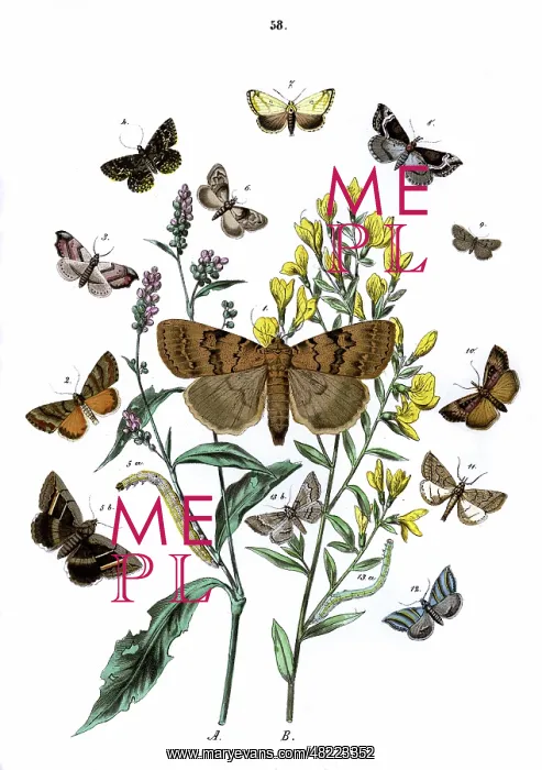 : Illustration, Noctuae -- Nycteolidae : Illustration, Noctuae -- Nycteolidae