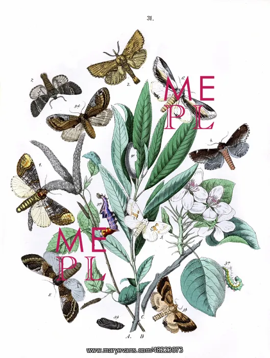 : Illustration, Notodontidae : Illustration, Notodontidae