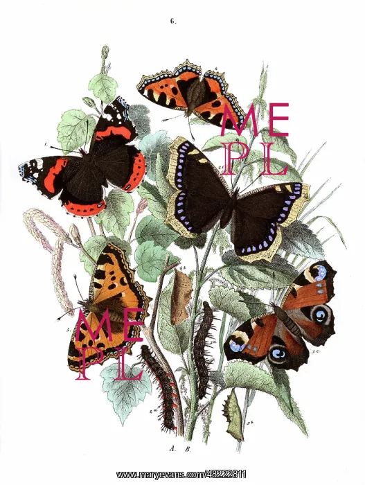 : Illustration, Nymphalidae : Illustration, Nymphalidae