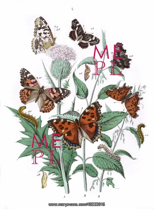 : Illustration, Nymphalidae : Illustration, Nymphalidae