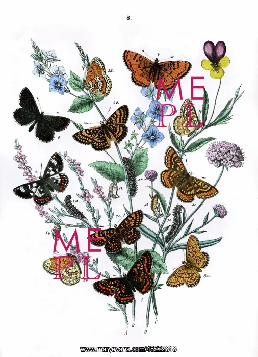 : Illustration, Nymphalidae : Illustration, Nymphalidae
