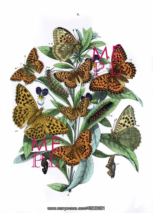: Illustration, Nymphalidae : Illustration, Nymphalidae