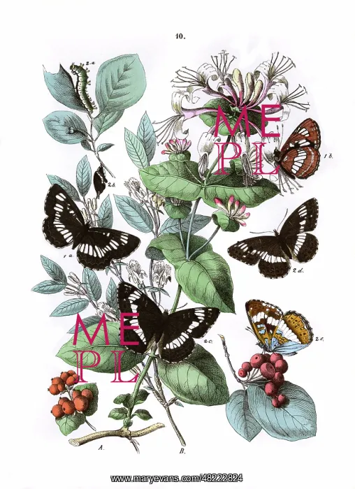 : Illustration, Nymphalidae : Illustration, Nymphalidae