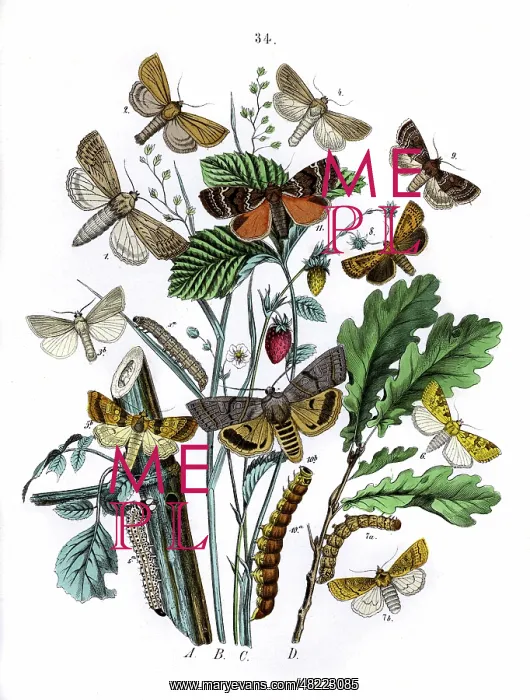 : Illustration, Orthosiidae : Illustration, Orthosiidae