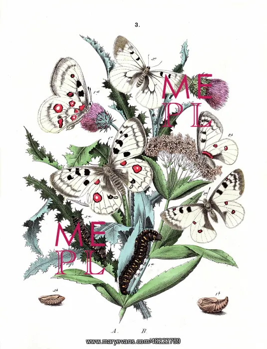 : Illustration, Papilionidae : Illustration, Papilionidae