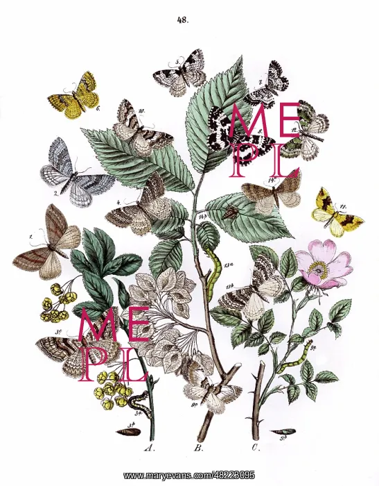 : Illustration, Phytometridae : Illustration, Phytometridae