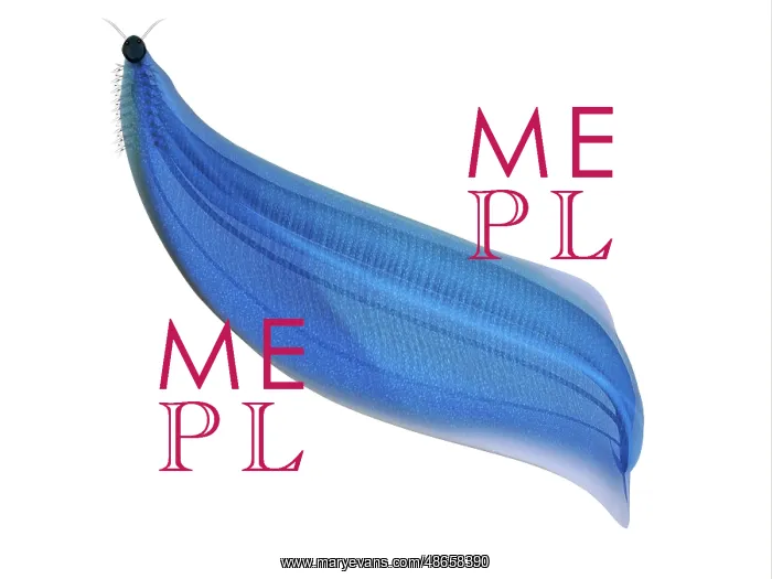 : Illustration of a Pikaia, on white background : Illustration of a Pikaia, on white background