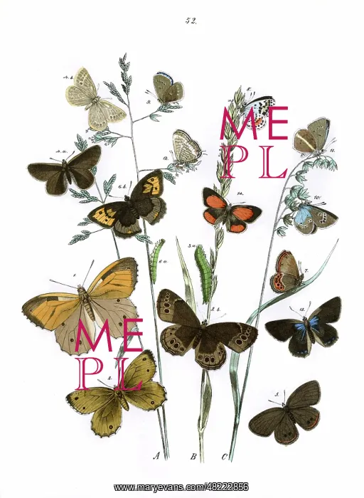 : Illustration, Rhopalocera : Illustration, Rhopalocera