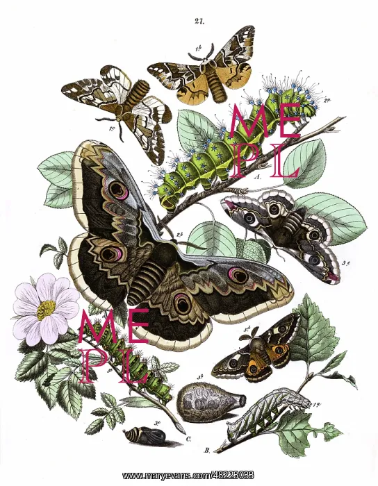 : Illustration, Saturniidae : Illustration, Saturniidae