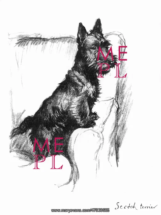  : Illustration of a Scots terrier by Cecil Aldin
