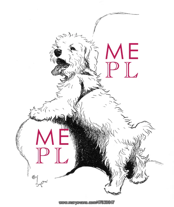 : Illustration of a Sealyham terrier by Cecil Aldin : Illustration of a Sealyham terrier by Cecil Aldin