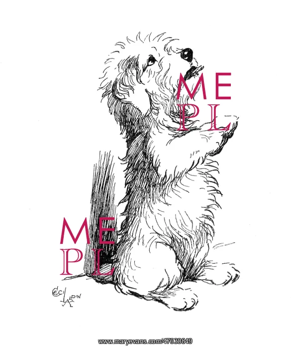 : Illustration of a Sealyham terrier by Cecil Aldin : Illustration of a Sealyham terrier by Cecil Aldin