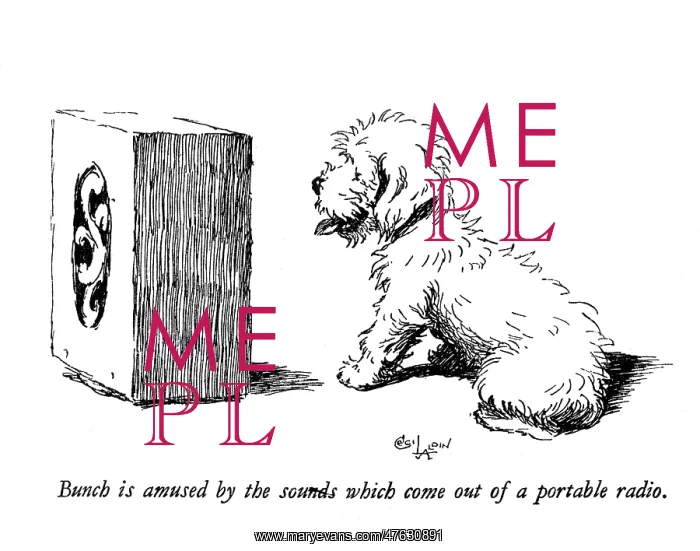 : Illustration of a Sealyham terrier by Cecil Aldin : Illustration of a Sealyham terrier by Cecil Aldin