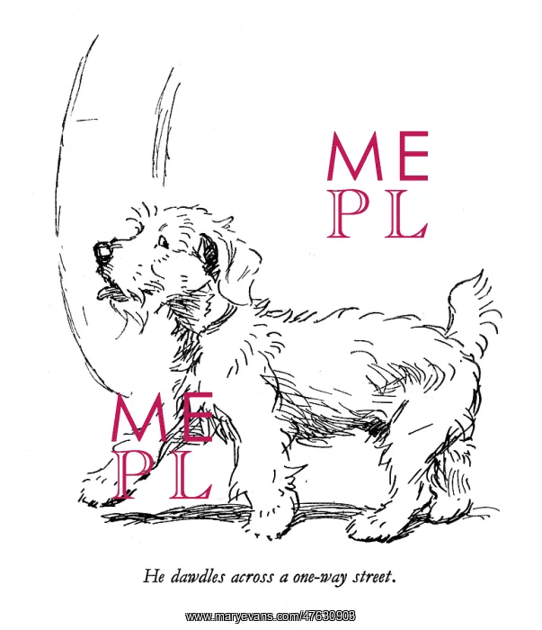 : Illustration of a Sealyham terrier by Cecil Aldin : Illustration of a Sealyham terrier by Cecil Aldin