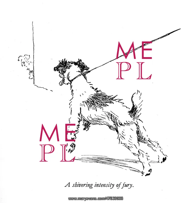 : Illustration of a Sealyham terrier by Cecil Aldin : Illustration of a Sealyham terrier by Cecil Aldin