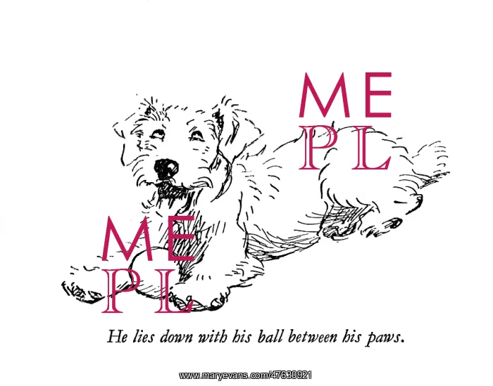 : Illustration of a Sealyham terrier by Cecil Aldin : Illustration of a Sealyham terrier by Cecil Aldin