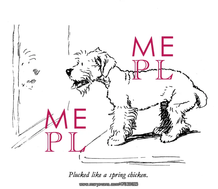 : Illustration of a Sealyham terrier by Cecil Aldin : Illustration of a Sealyham terrier by Cecil Aldin