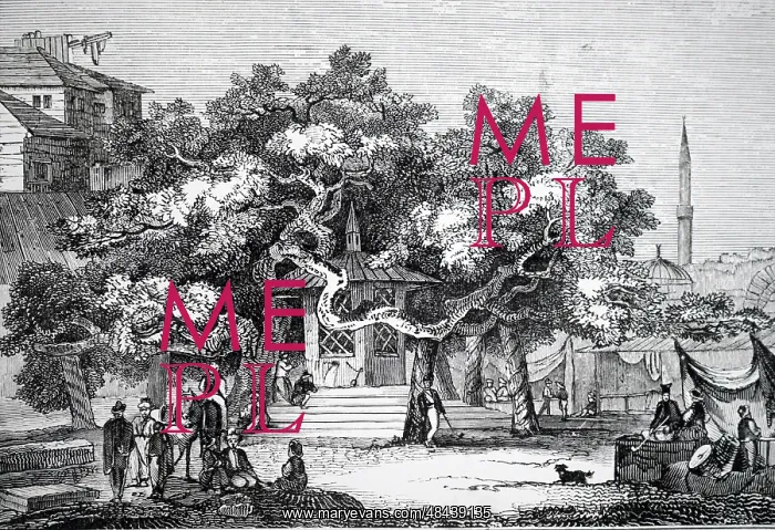 : Illustration showing The ancient plane tree in : Illustration showing The ancient plane tree in