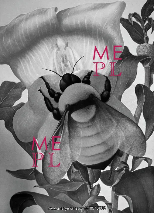 : Illustration showing pollination as shown in an : Illustration showing pollination as shown in an