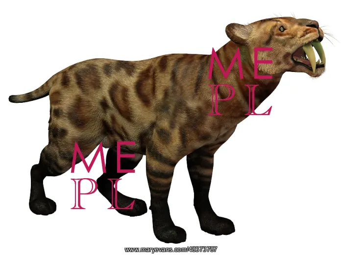 : Illustration of a Smilodon Cat from the Cenozoic Era : Illustration of a Smilodon Cat from the Cenozoic Era