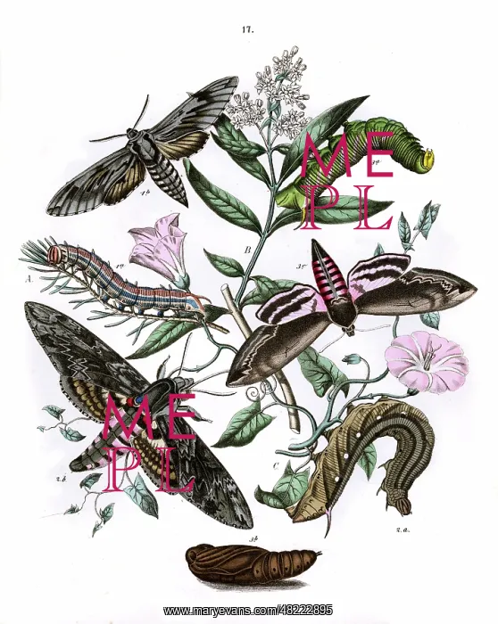 : Illustration, Sphingidae : Illustration, Sphingidae