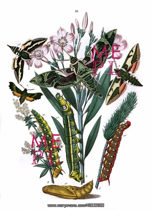 : Illustration, Sphingidae : Illustration, Sphingidae
