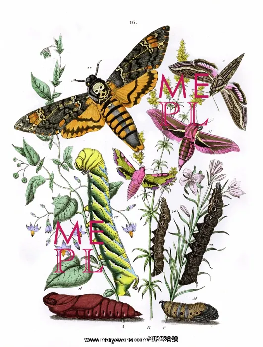 : Illustration, Sphingidae : Illustration, Sphingidae