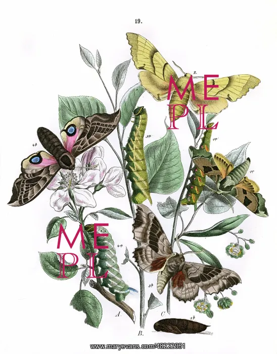 : Illustration, Sphingidae : Illustration, Sphingidae