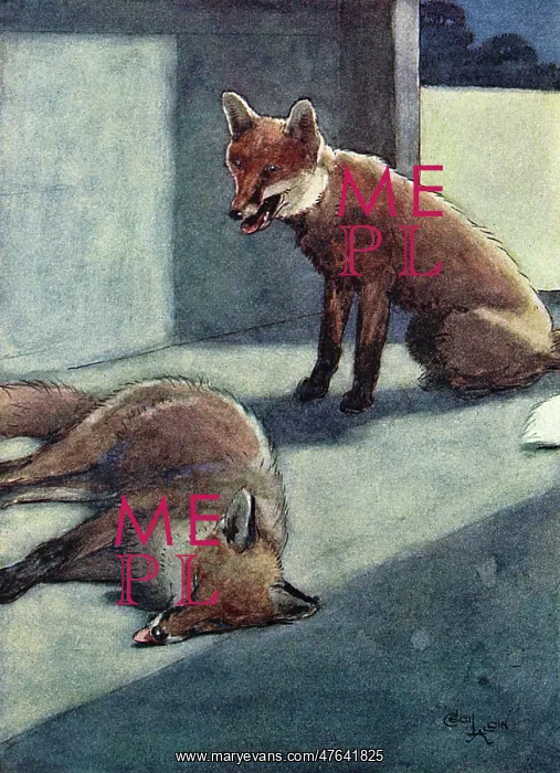 : Illustration, White-Ear discovers a dead fox : Illustration, White-Ear discovers a dead fox