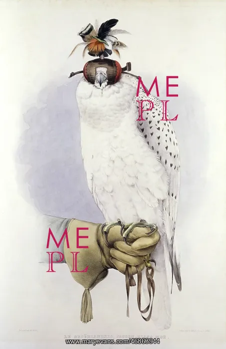 : Illustration of a white hawk, by Mattias Wolf : Illustration of a white hawk, by Mattias Wolf