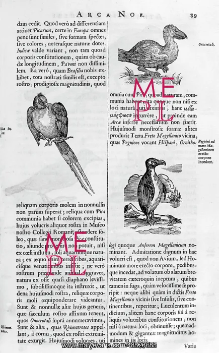 : Illustrations of bird species, from Arca Noe : Illustrations of bird species, from Arca Noe