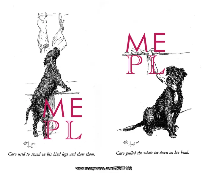 : Illustrations of a black dog by Cecil Aldin : Illustrations of a black dog by Cecil Aldin