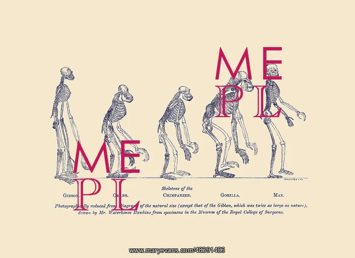: illustrations of comparative skeletons of the : illustrations of comparative skeletons of the