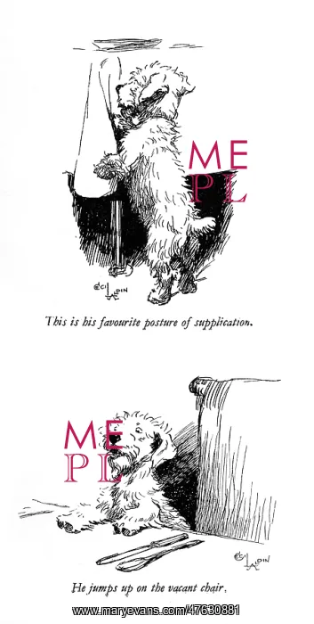: Illustrations of a Sealyham terrier by Cecil Aldin : Illustrations of a Sealyham terrier by Cecil Aldin