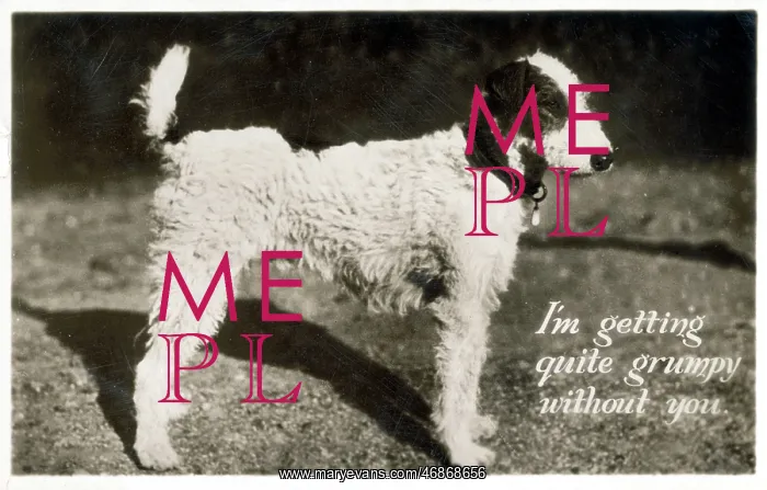 : I'm getting quite grumpy wihtout you - Wire Hair Fox Terrier : I'm getting quite grumpy wihtout you - Wire Hair Fox Terrier