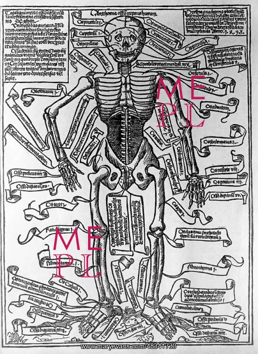 : Image of a male skeleton, 1493 : Image of a male skeleton, 1493