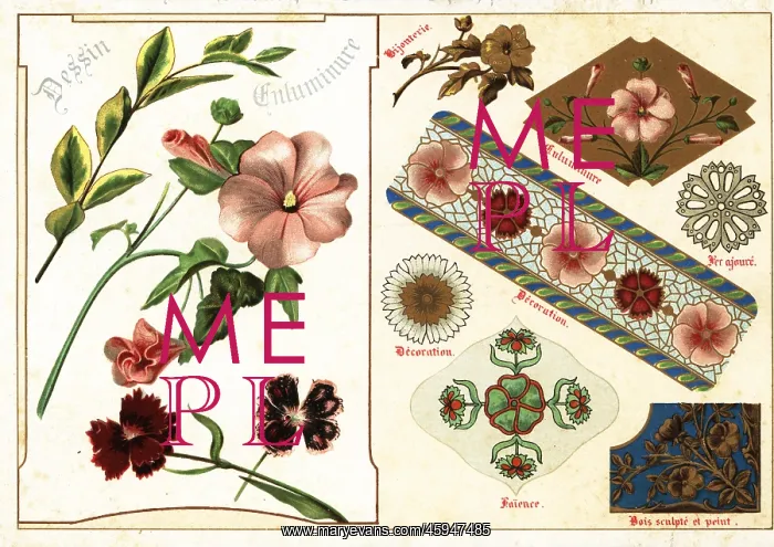 : Image of mallow and China pink from an illuminated : Image of mallow and China pink from an illuminated