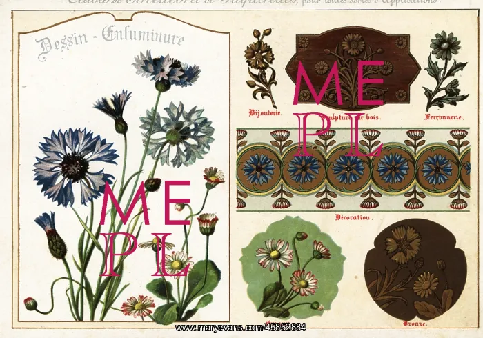 : Images of daisies and cornflowers from manuscripts : Images of daisies and cornflowers from manuscripts