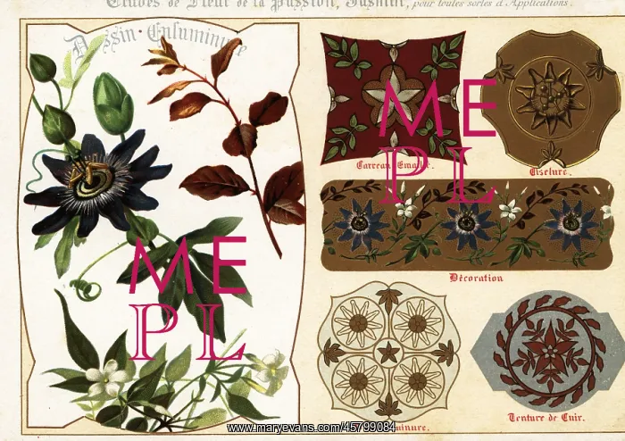 : Images of jasmine and passionflower from manuscripts : Images of jasmine and passionflower from manuscripts