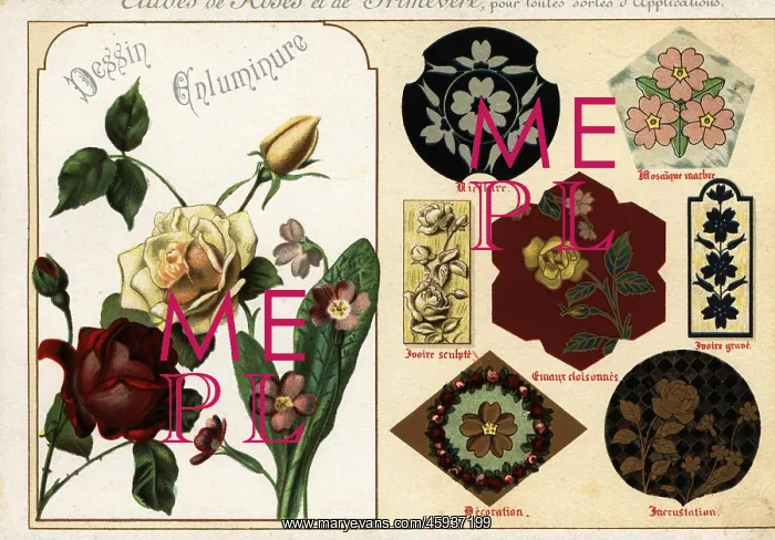  : Images of roses and primula from manuscripts and
