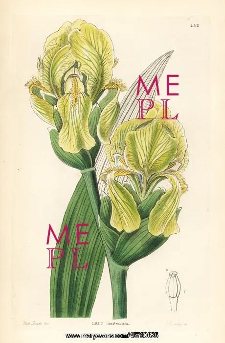 : Imbricated flower de luce, Iris imbricata : Imbricated flower de luce, Iris imbricata