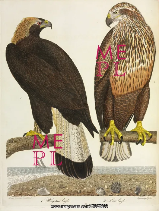: Immature Golden Eagle and Bald Eagle : Immature Golden Eagle and Bald Eagle
