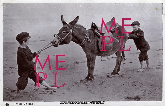 : Immovable - 2 young boys fail to get a beach donkey to move! : Immovable - 2 young boys fail to get a beach donkey to move!