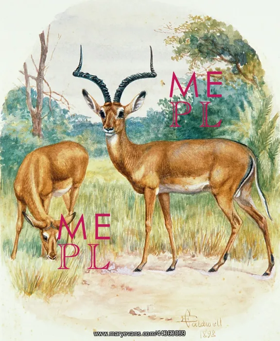 : Impala, 1898 : Impala, 1898