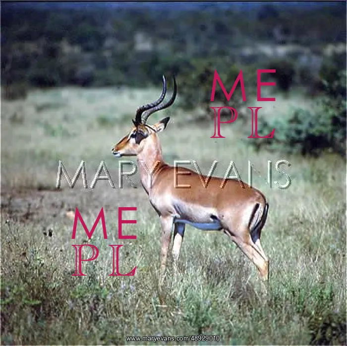 : IMPALA / SOUTH AFRICA : IMPALA / SOUTH AFRICA